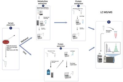 Proteomic and metabolomic profiling of methicillin resistant versus methicillin sensitive Staphylococcus aureus using a simultaneous extraction protocol